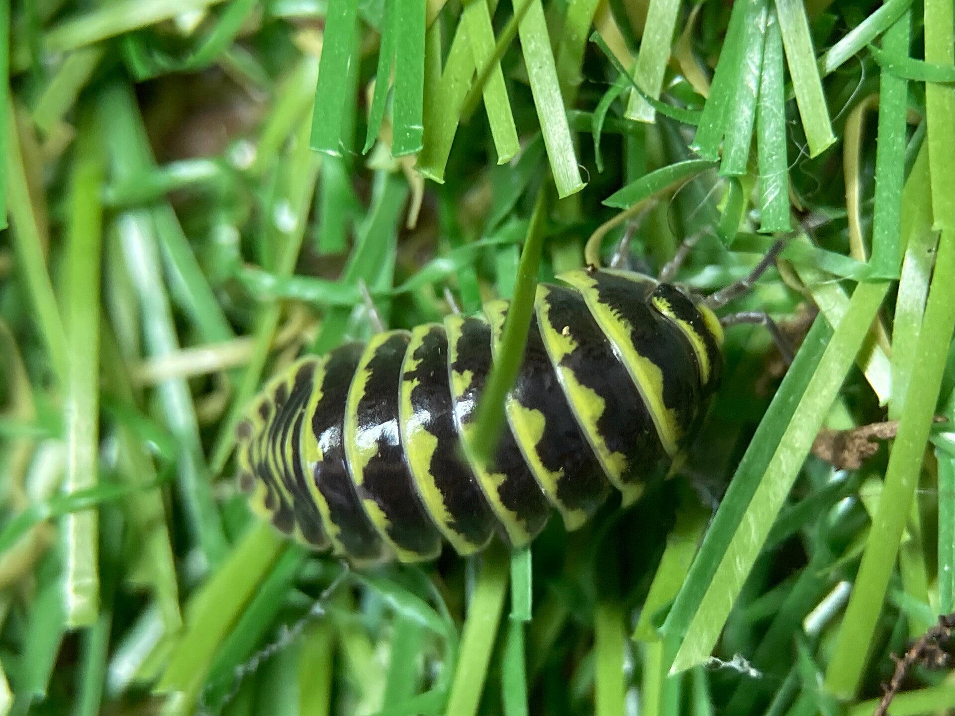 ARMADILLIDIUM MACULATUM ZEBRA YELLOW