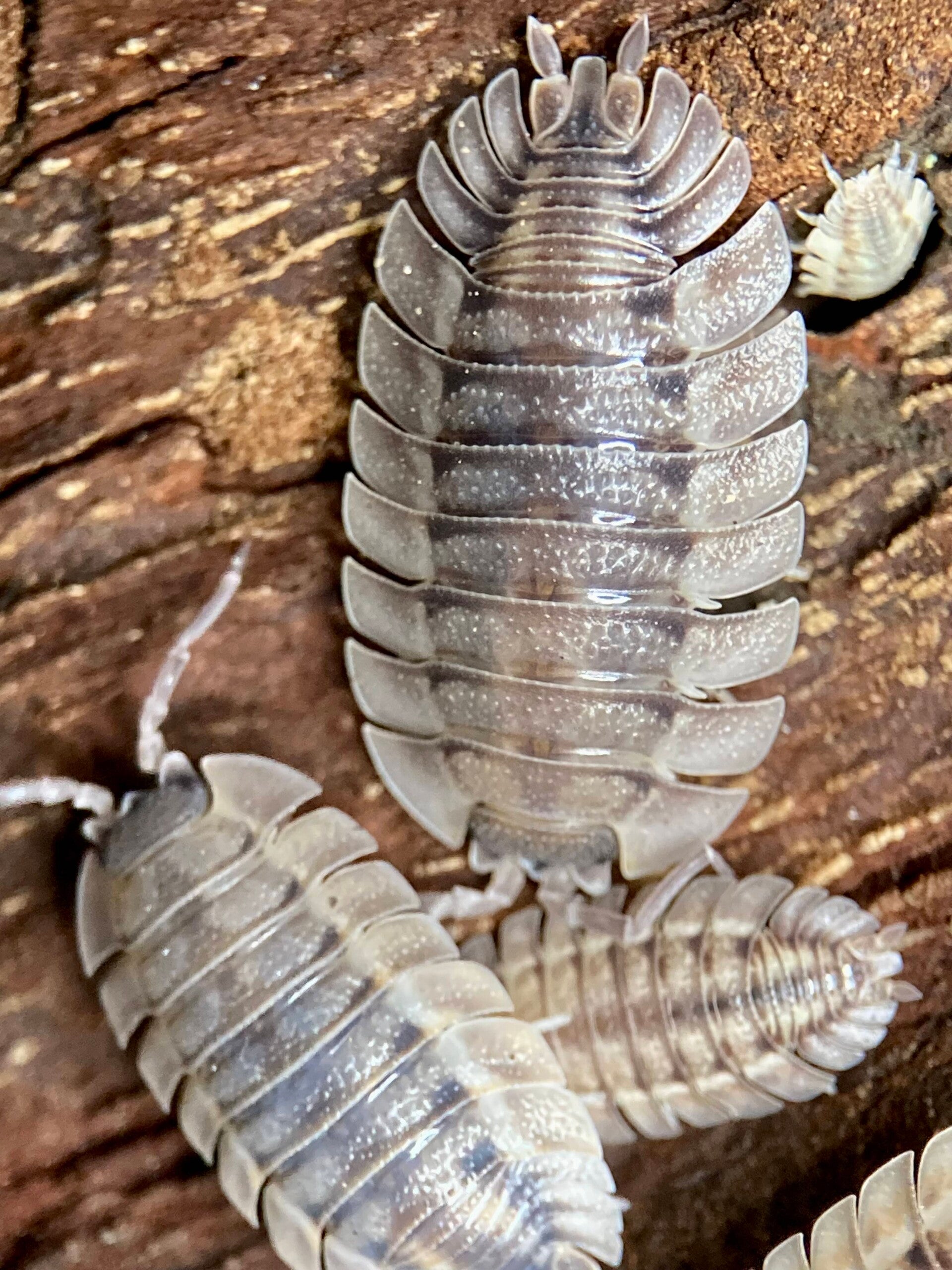 PORCELLIO SPALATUS COROS