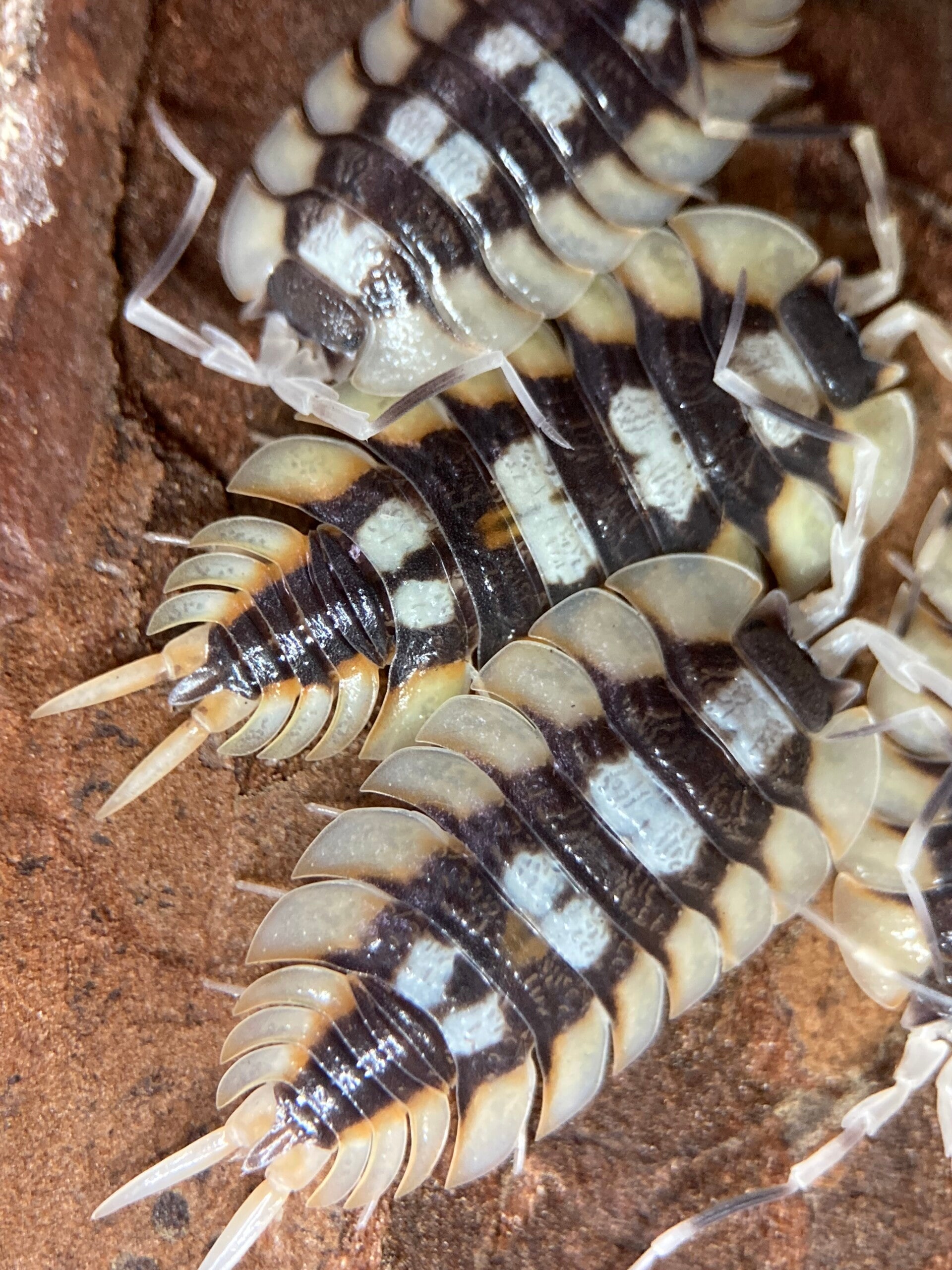 PORCELLIO EXPANSUS ORANGE