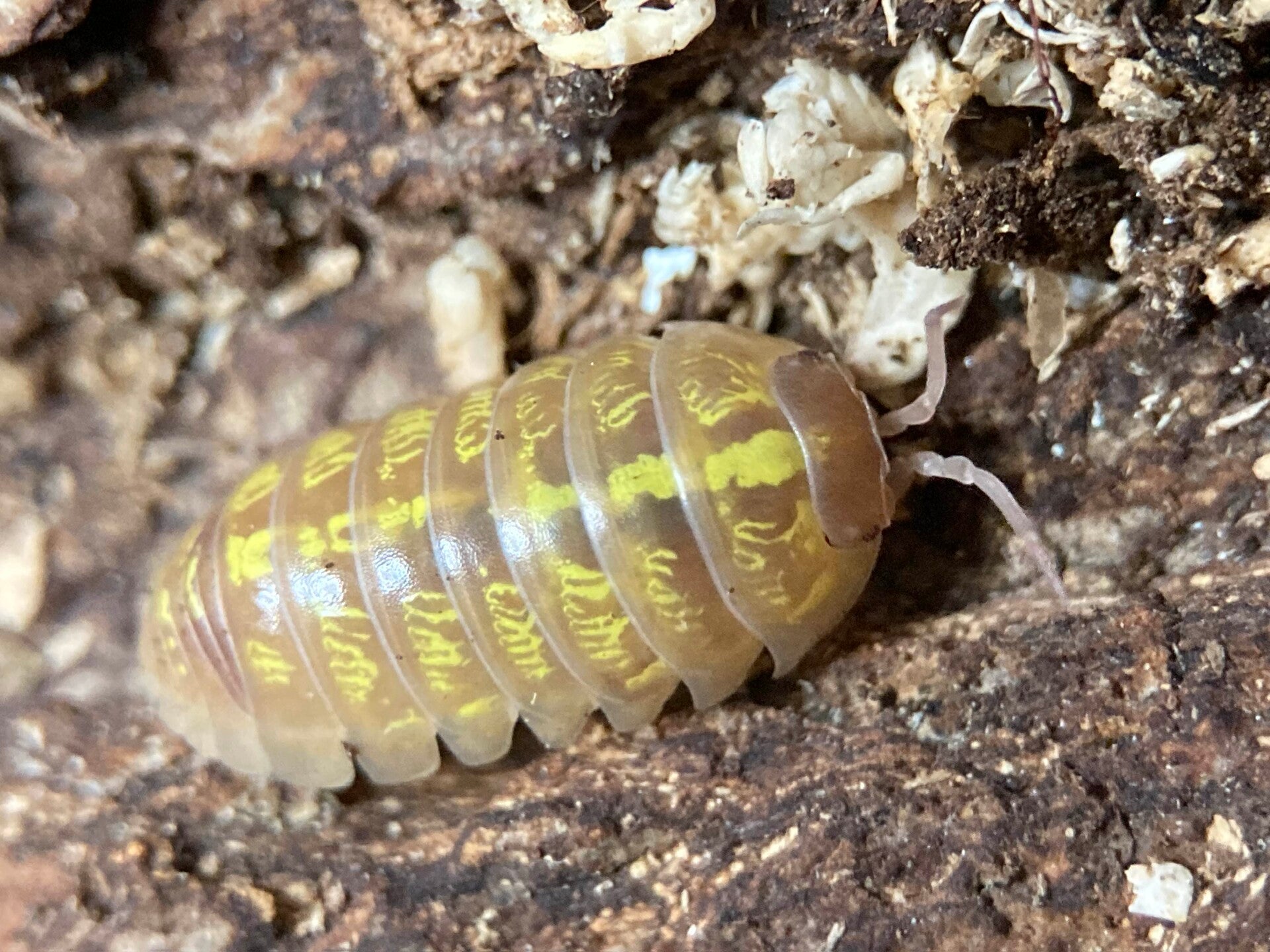 ARMADILLIDIUM VULGARE ALBINO