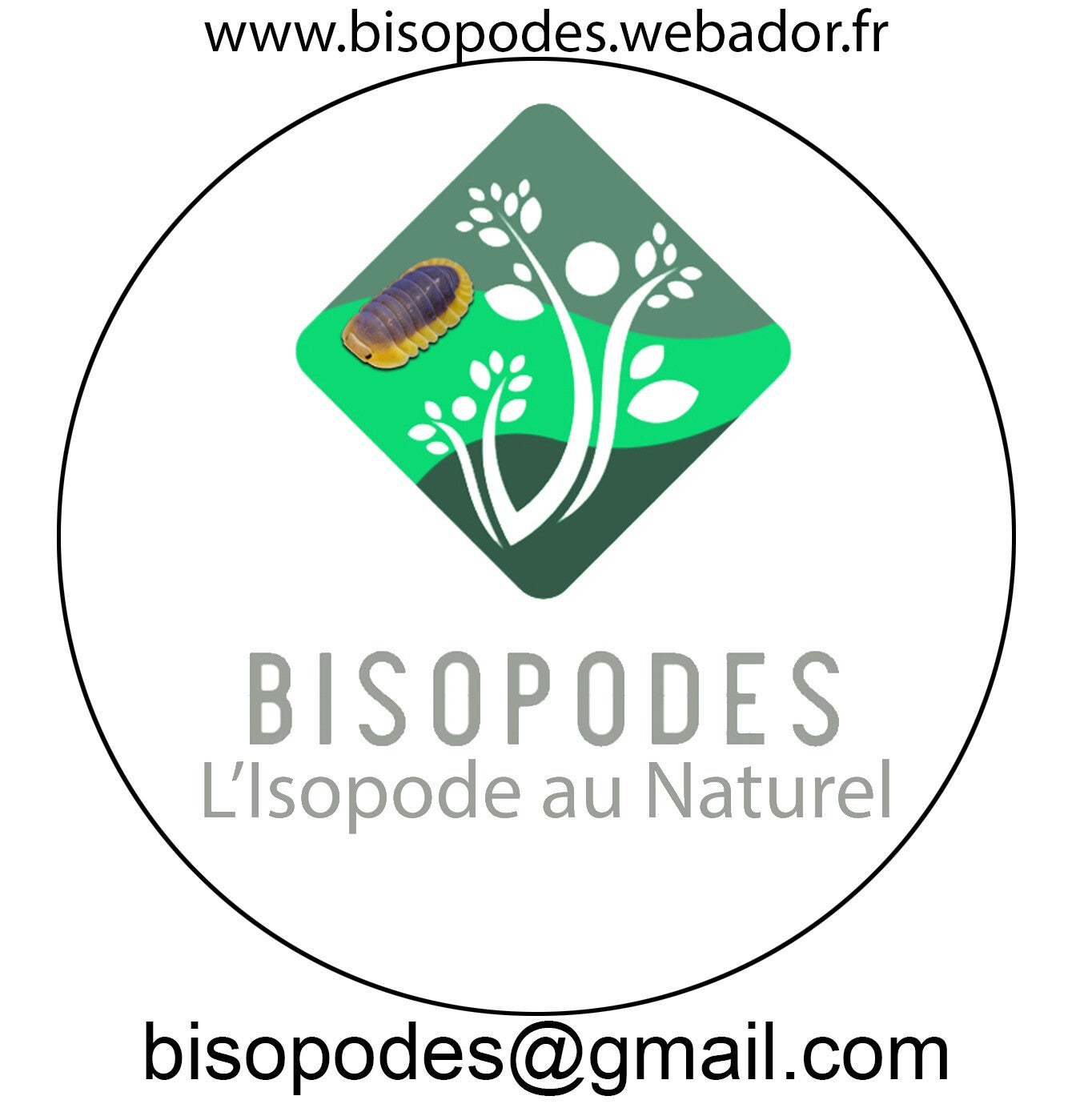 CUBARIS AMBER FIREFLY LCF