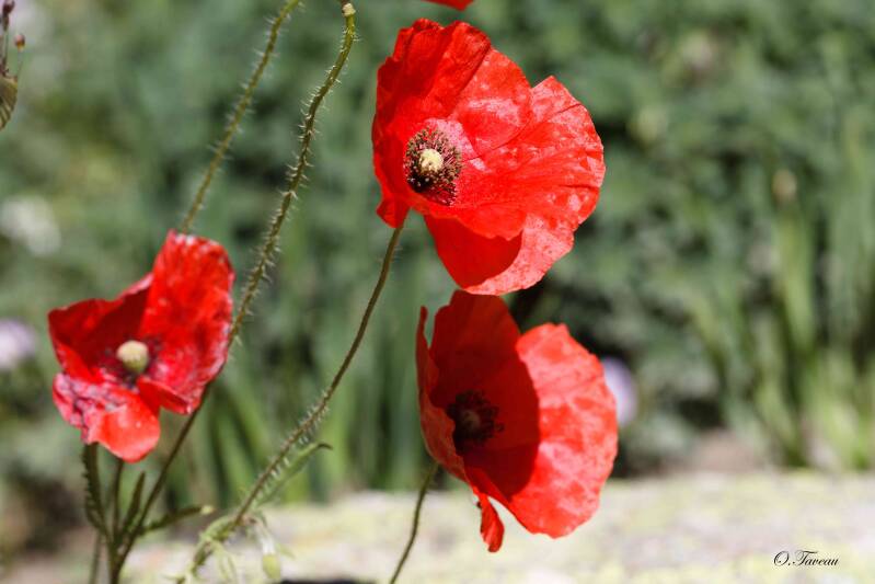 img_0923_dxo-standard.jpg