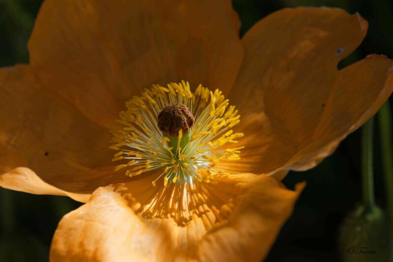 img_0989_dxo-standard-xyuujl.jpg