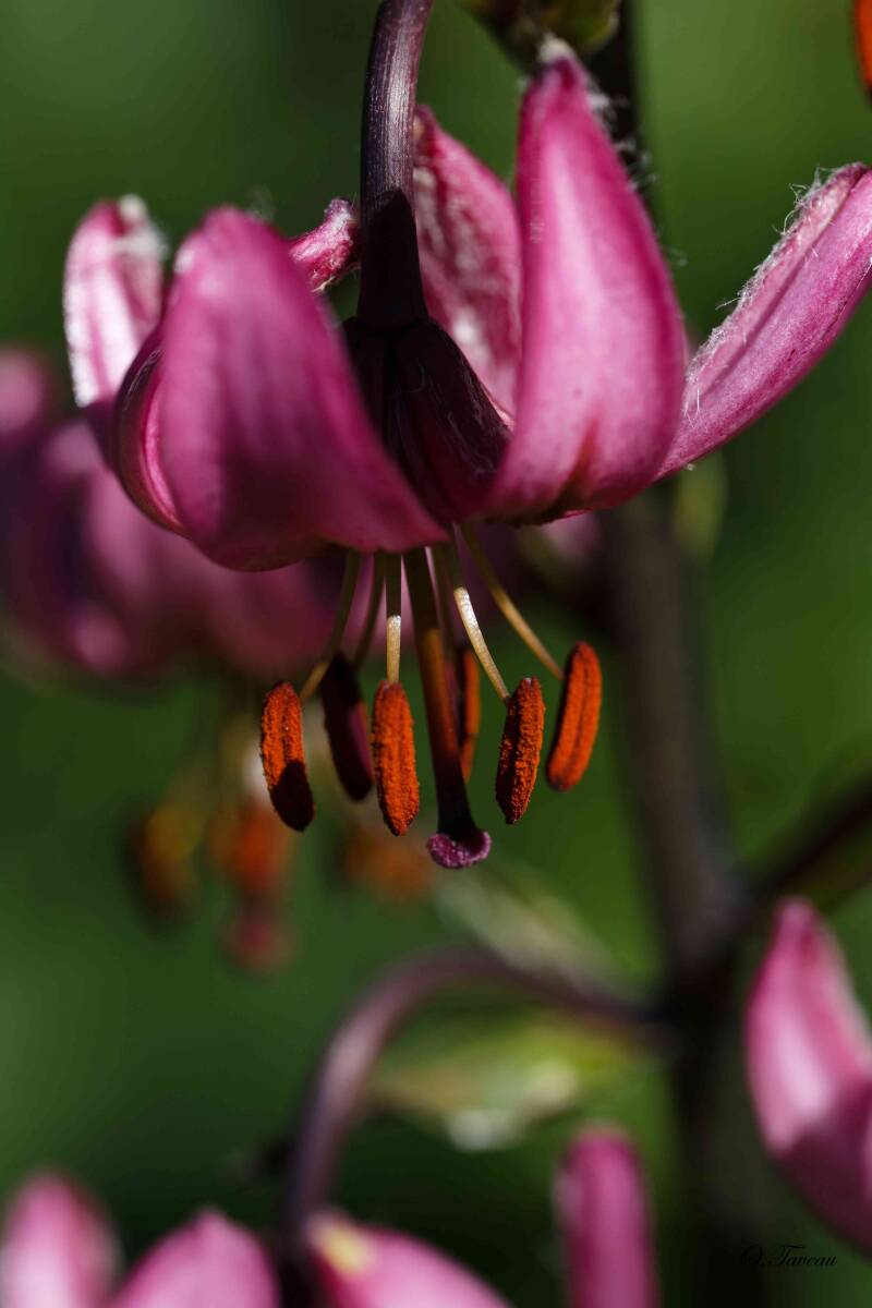 img_1314_dxo-standard.jpg
