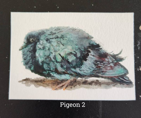 Little Pigeon Paintings on Paper