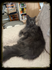 Élevage de Maine Coon O’Kallisté Gatti