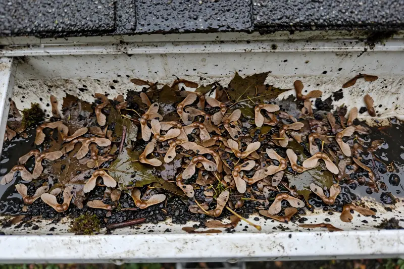 Close-up of clogged gutters filled with maple helicopter seeds and sludge before fall cleaning in Mason Ohio