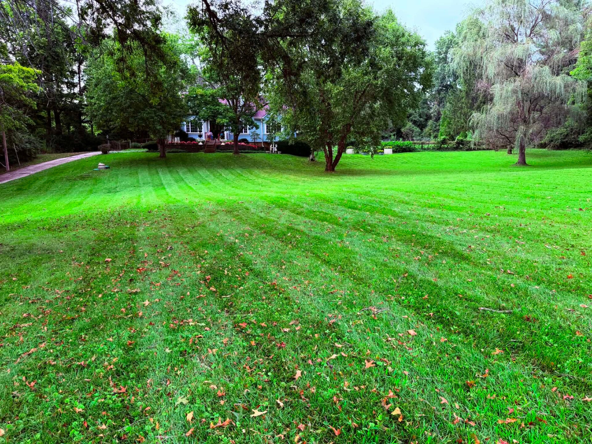 Freshly mowed Cincinnati lawn with fall leaves