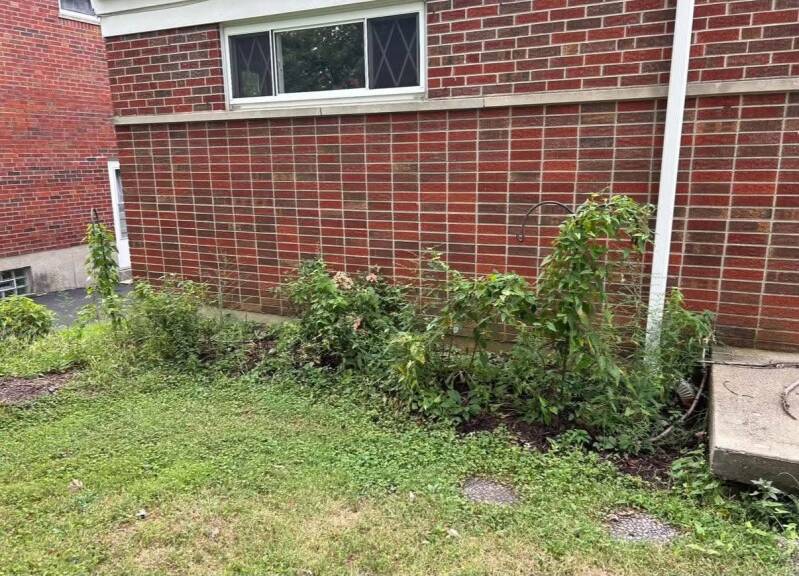 Before landscaping cleanup showing overgrown garden beds and weeds against a red brick home.