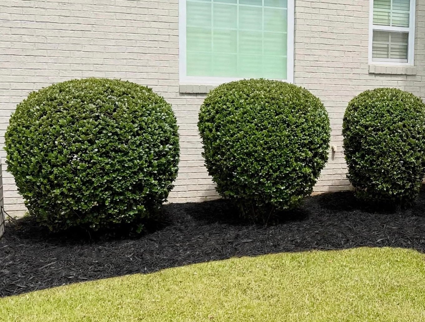 Shrub and hedge trimming service in Cincinnati Ohio