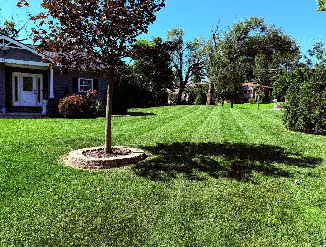 Mowed lawn with fallen autumn leaves during fall cleanup