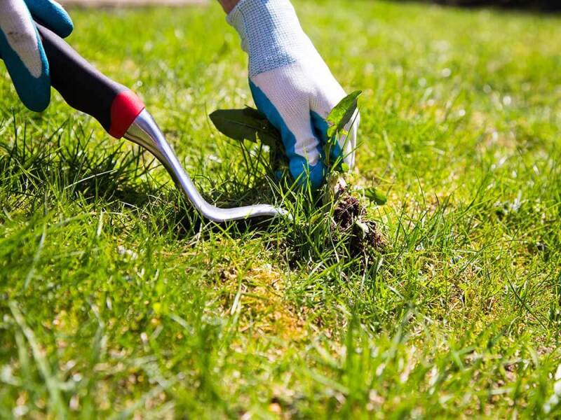 Professional weed control in Cincinnati by Nienaber And Sons Lawn Care.
