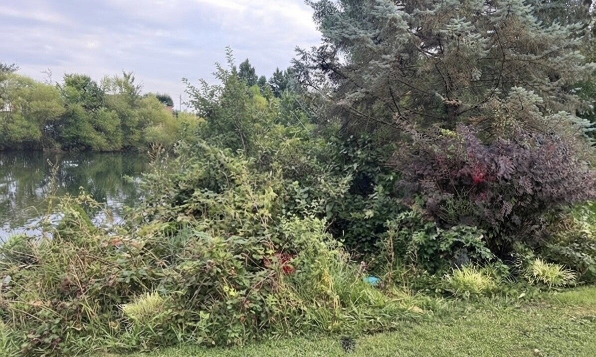 Overgrown garden bed filled with weeds on a West Side Cincinnati lawn.