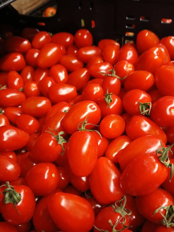 Bio Datterini Tomaten ca. 300g (Aus eigenem Anbau)