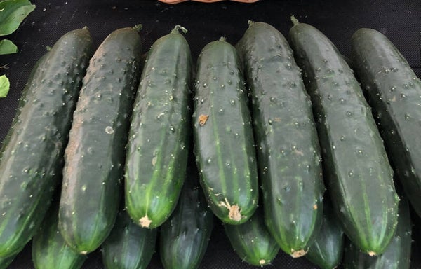 Bio Gurken Nostrano ca. 500g (Aus eigenem Anbau)