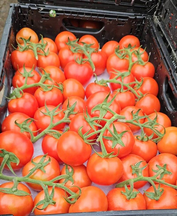 Rispentomaten ca. 1kg