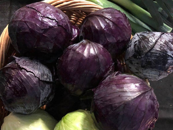 Bio Kabis blau ca. 400g (Aus eigenem Anbau)
