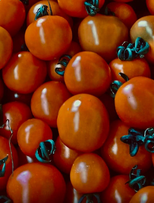 *AKTION* SUGO Bio Tomaten Cherry 5 Kg (Aus eigenem Anbau)