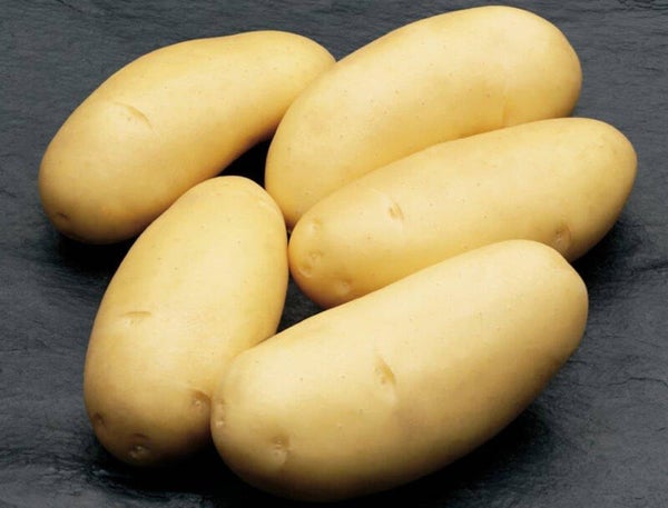 Frühkartoffeln ca. 1kg festkochend (Aus eigenem Anbau)