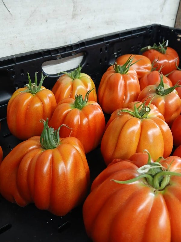 Tomaten Ochsenherz ca. 1kg