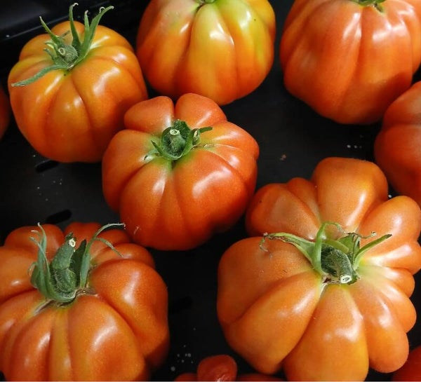 Bio Tomaten Ochsenherz ca. 1kg (Aus eigenem Anbau)