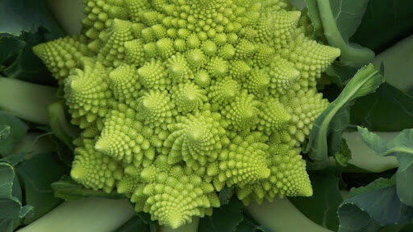 Romanesco ca. 500 g (CH)