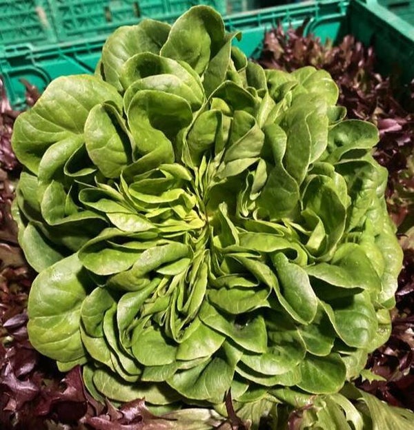 Bio Salanova grün (Aus eigenem Anbau) / Stück