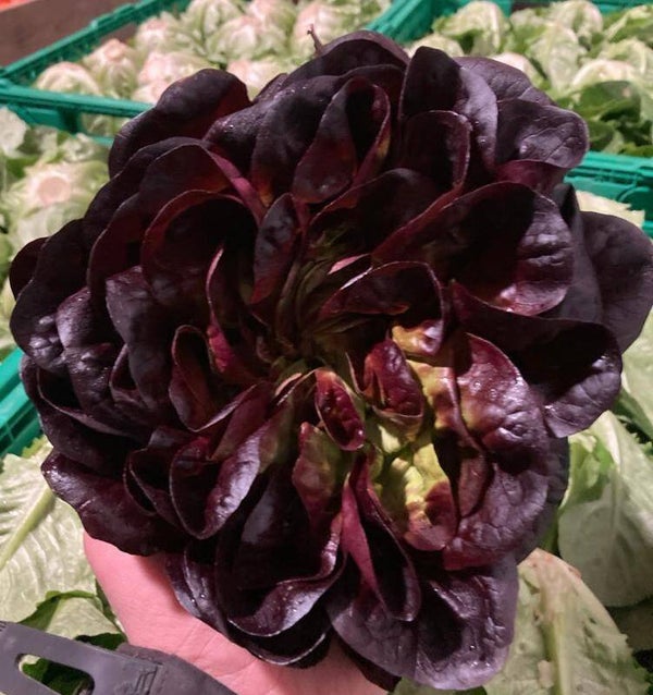 Bio Salanova rot (Aus eigenem Anbau) / Stück