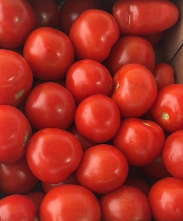 Bio SUGO Tomaten 5 kg (Aus eigenem Anbau)