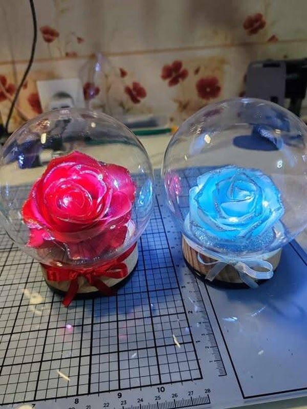 Rose sous cloche