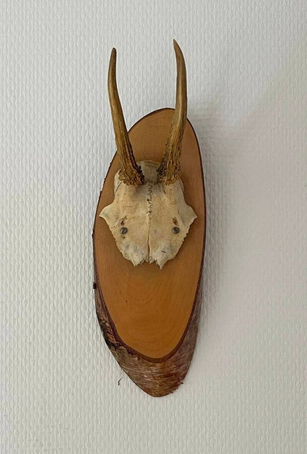 Vintage gewei op boomstamschijf met schors (nr. k6)