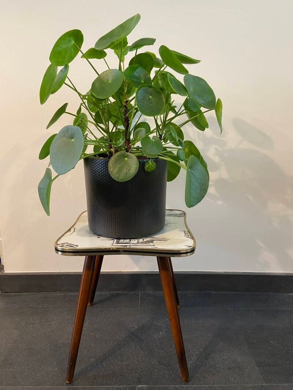 Vintage plantentafeltje/bijzettafeltje met bijzonder decor