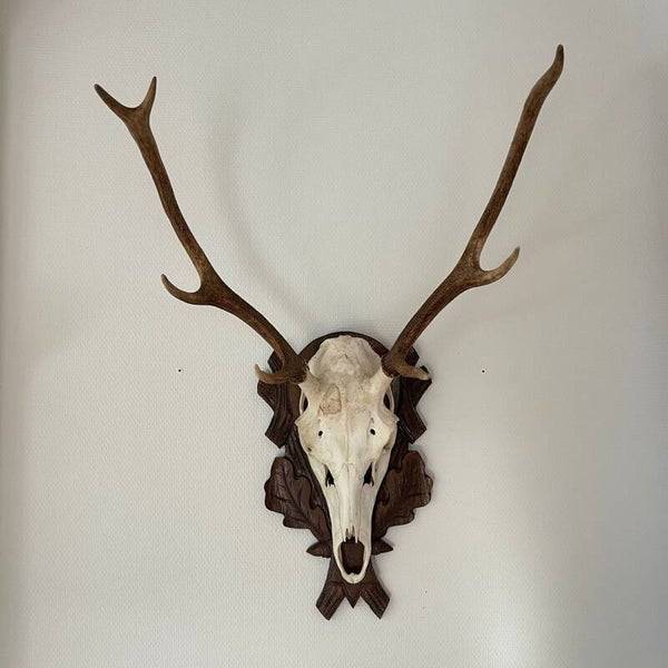 Vintage XL Gewei van een hert op houten schild