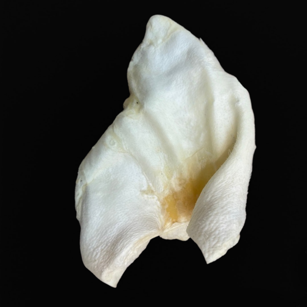 Puffed Pig Ear