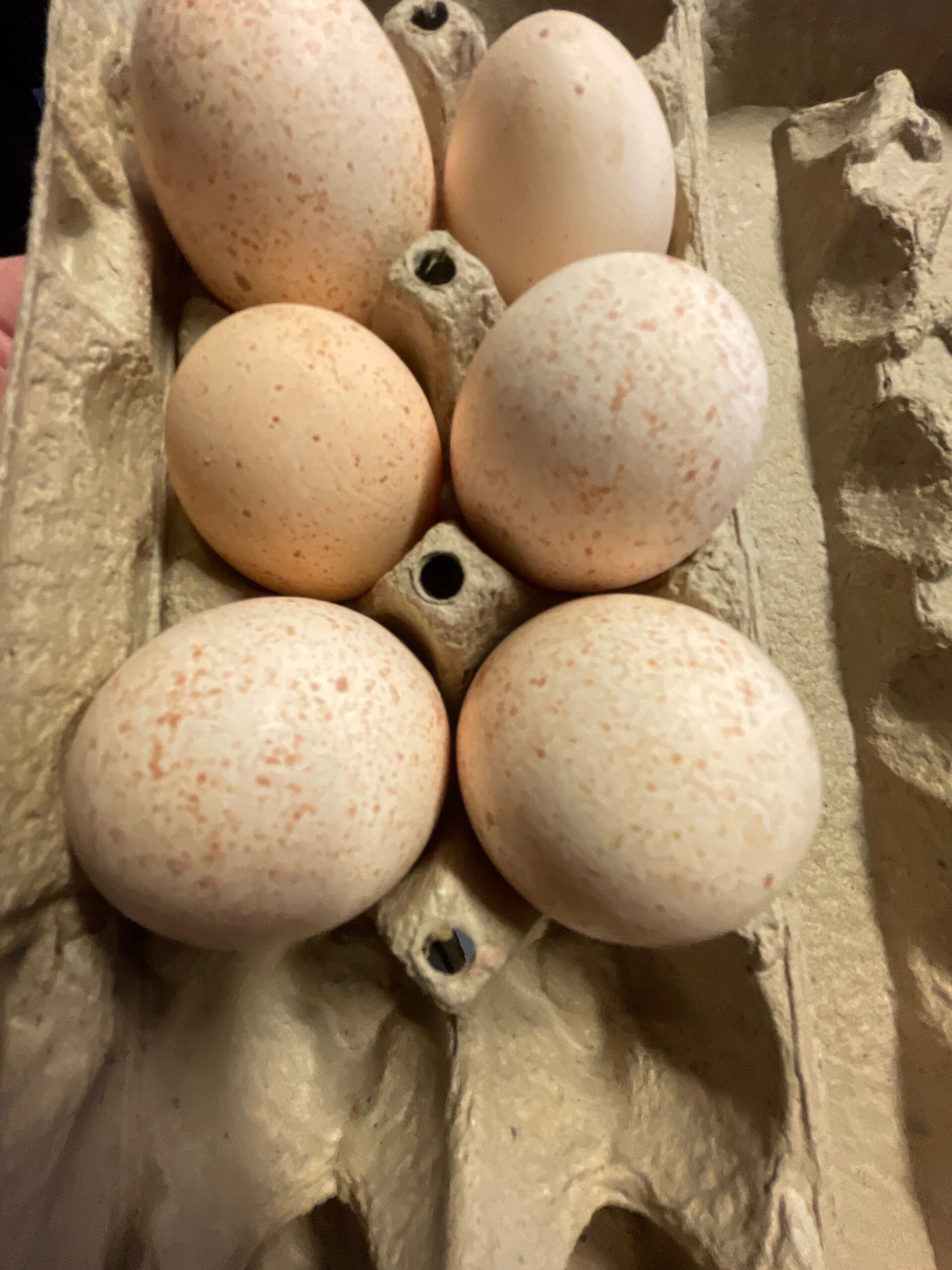 Turkey eggs