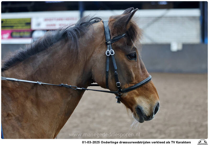 01-03-2025-onderlinge-dressuurwedstrijden-verkleed-als-tv-karakters-038-standard.jpg