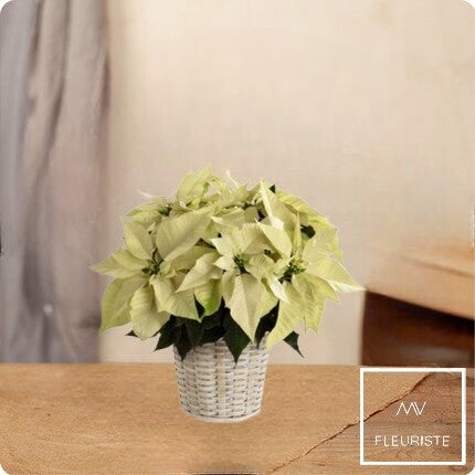 Poinsettia Blanc