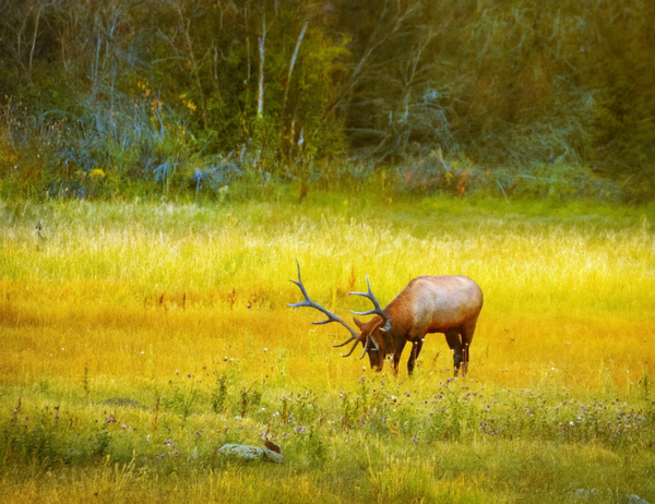 Bull Elk Print