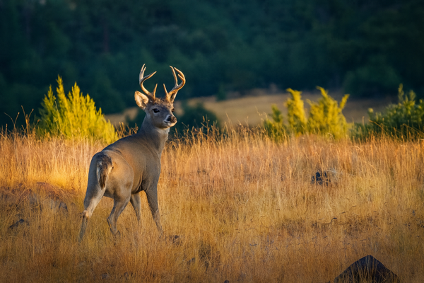 Deer Print