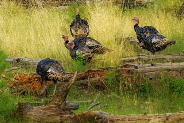 Turkey Print 2