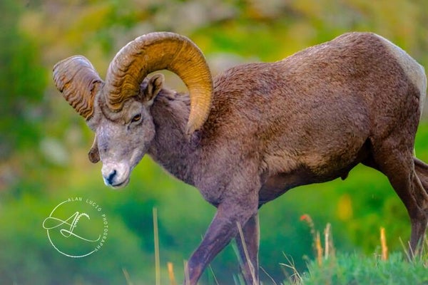 Az Bighorn print