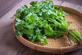 CILANTRO