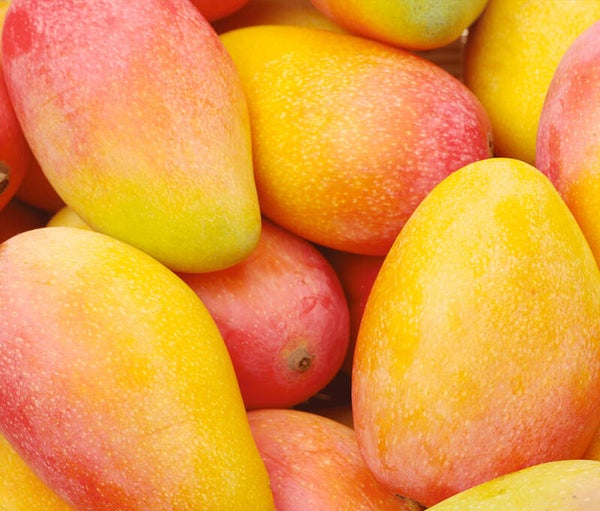 MANGO HAITI