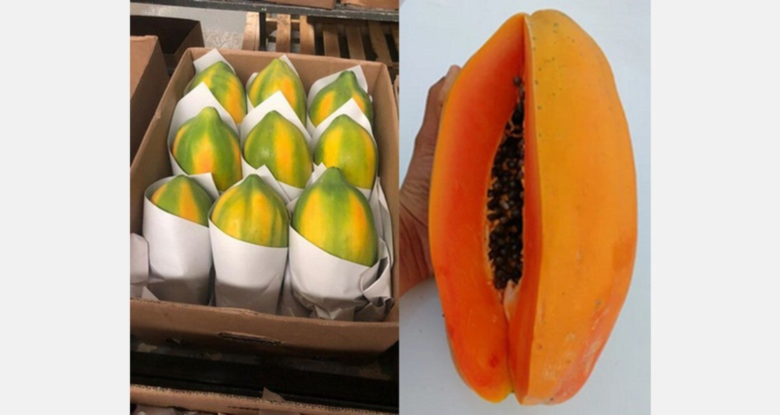 PAPAYA