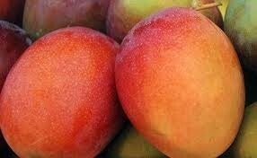 MANGO BOLA