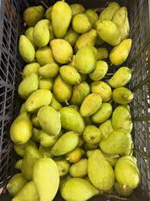 MANGO CRIOLLO GUATEMALTECO