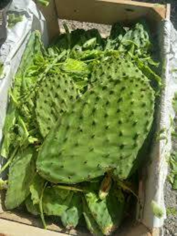 NOPALES SIN PELAR
