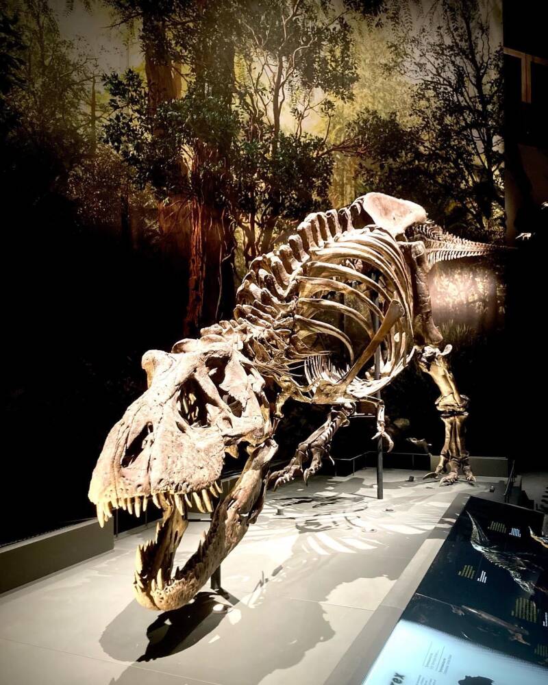 Trix tyrannosaurus dino Naturalis museum Leiden blog WaarisTaar