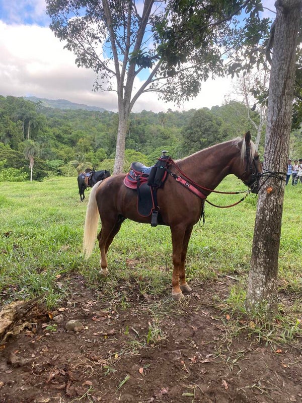 🐎 Horseback Riding Adventure 🏇
