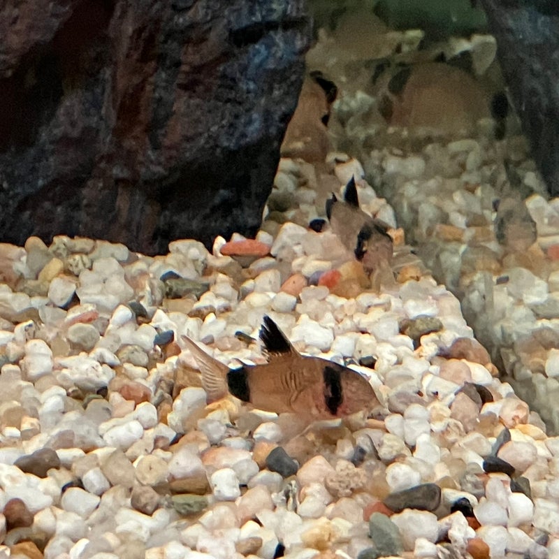 Corydoras panda